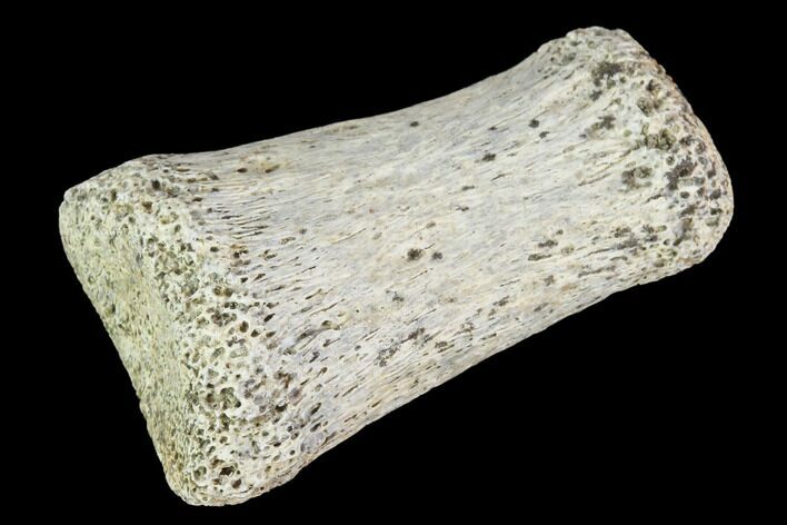 Hadrosaur Finger Bone - Alberta (Disposition #-) #95154